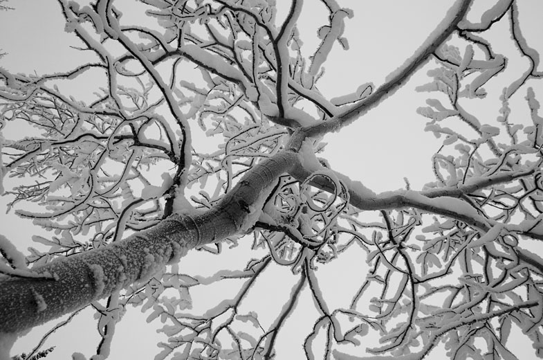 photo: Black and White Branches