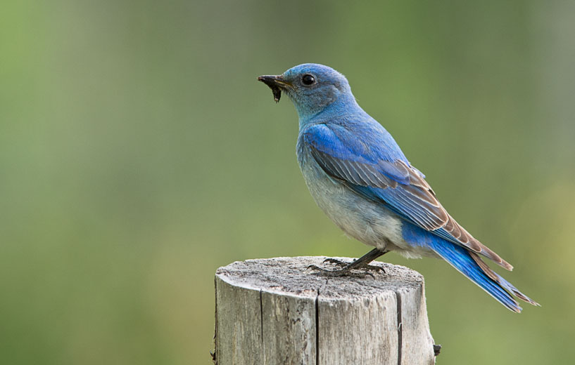 Bluebird on a post