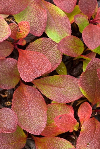 Early autumn color change in bearberry leaves
