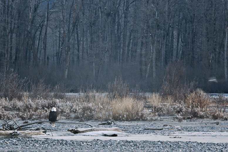 photo of Bald Eagle on Chilkat River