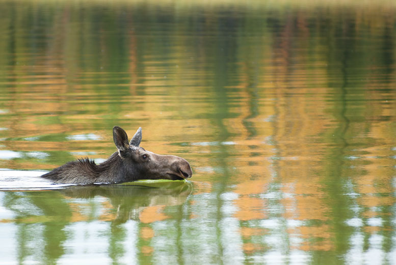 photo: Cow Moose takes an
Autumn Swim