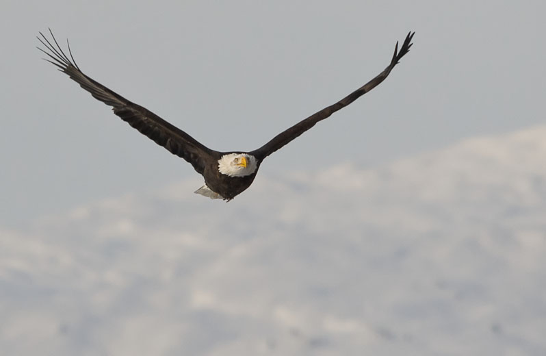 photo: Eagle in Flight