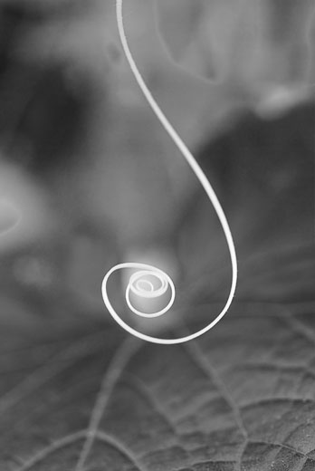 Black and White abstract photo of Cucumber Plant Tendril
