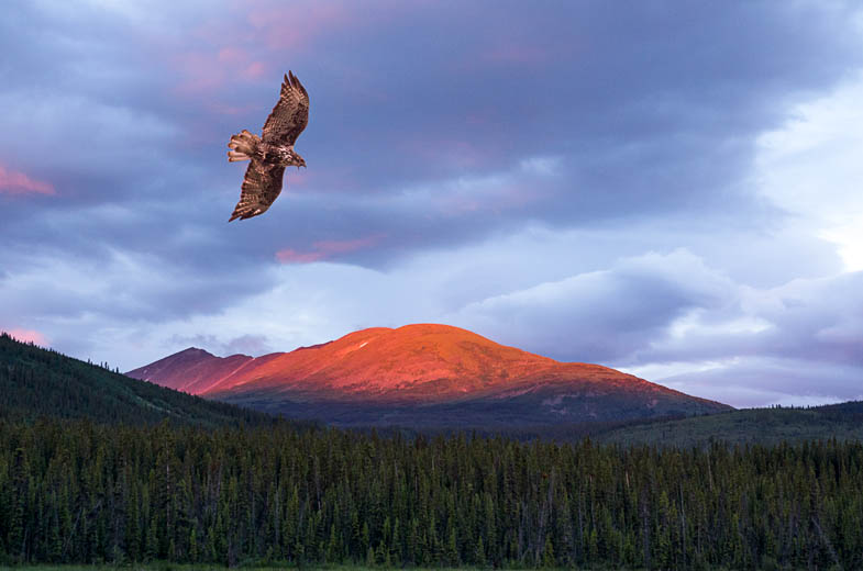photo: The Hawk and the Sunset