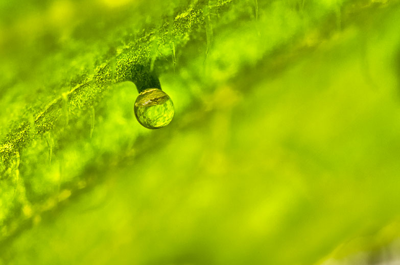 photo: Macro Zucchini Leaf Curiosity