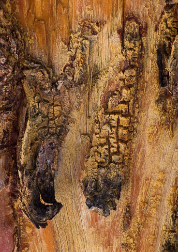 Close-up of scarred tree trunk