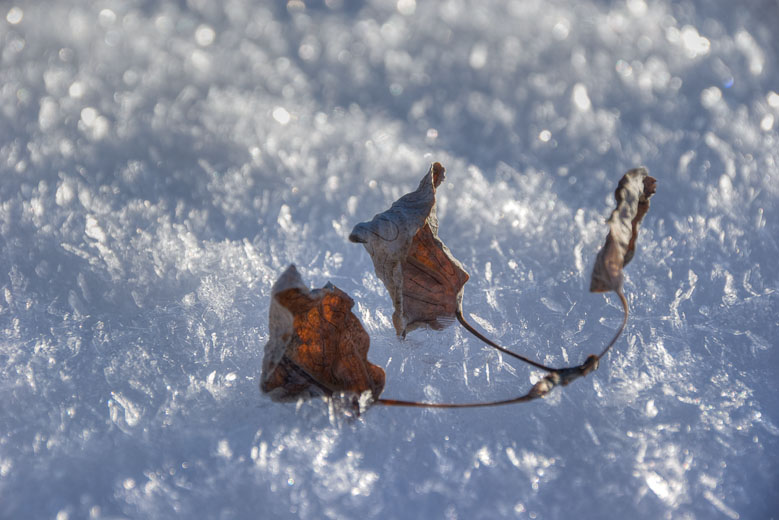 photo: Three Dead Leaves on Ice
