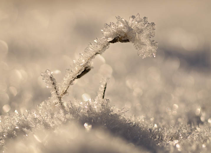 photo: Tiny Frosty Landscape