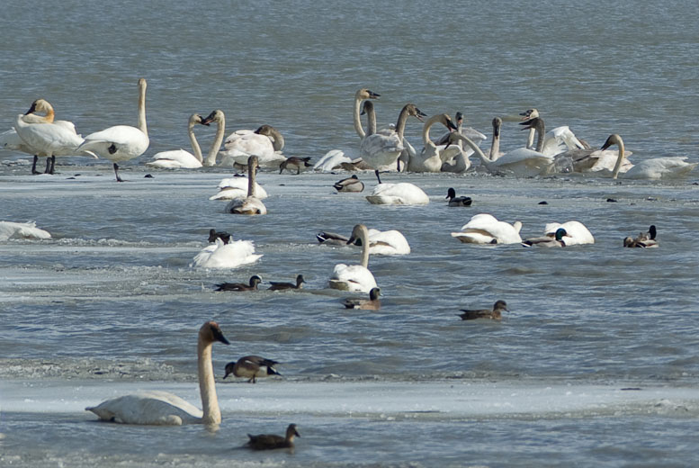 photo: Trumpeter Swans' Band Practice