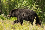 Black Bear - 1