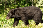 Black Bear - 2