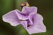 Pale Iris