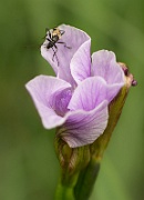 Bug on Pale Iris - 1