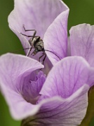 Bug on Pale Iris - 4