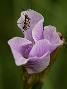 Bug on Pale Iris - 2