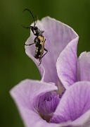 Bug on Pale Iris - 3