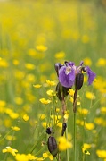 A Field of Purple and Yellow - 1
