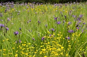 A Field of Purple and Yellow - 2