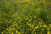 A Field of Purple and Yellow - 3
