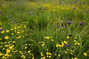 A Field of Purple and Yellow - 4