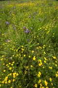 A Field of Purple and Yellow - 6