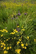 A Field of Purple and Yellow - 7