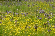 A Field of Purple and Yellow - 8