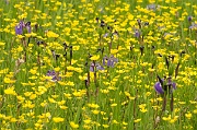 A Field of Purple and Yellow - 9
