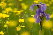 A Field of Purple and Yellow - 10