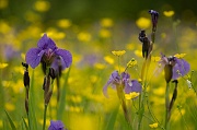 A Field of Purple and Yellow - 13