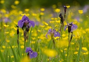 A Field of Purple and Yellow - 14