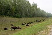 Bison by the Alaska Highway 1