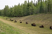 Bison by the Alaska Highway 2