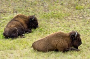 Bison by the Alaska Highway 4