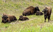 Bison by the Alaska Highway 5