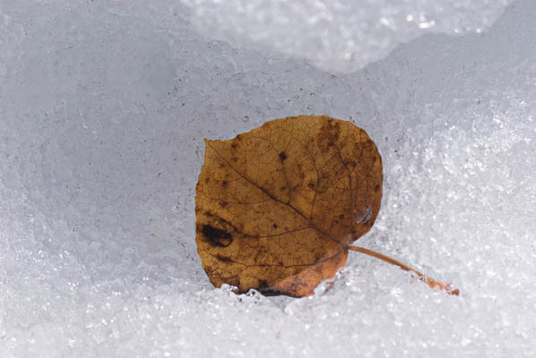 autumn aspen leaf on melting snow image of crocuses