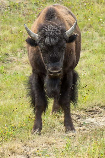 Alaska Highway Bison