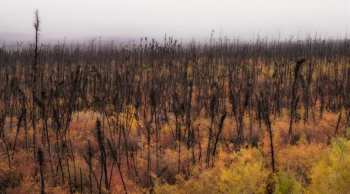 photo: Autumn Renewal