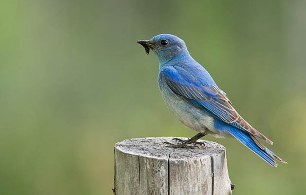 Bluebird on Post
