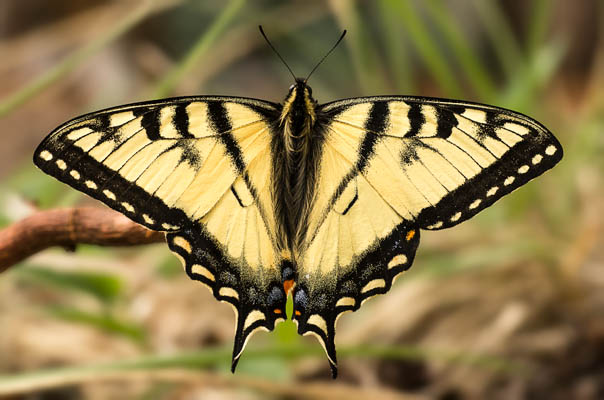 photo: Canadian_Tiger_Swallowtail