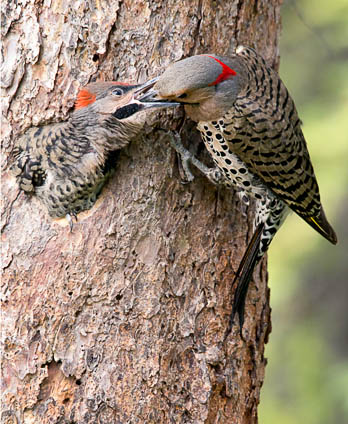 Feeding Baby Flicker