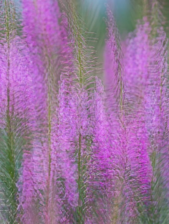 photo: Fireweed_Reiteration