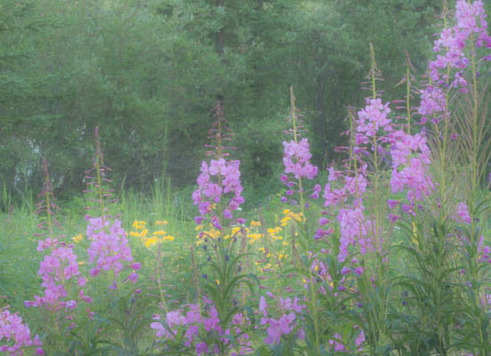 photo: Fireweed and Arnica