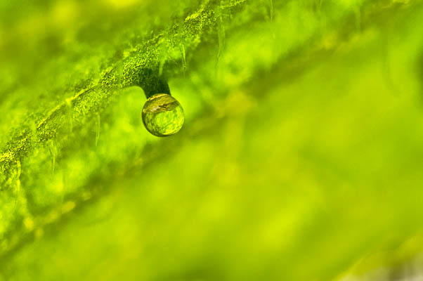 photo: Macro_Zucchini_Leaf_Curiosity