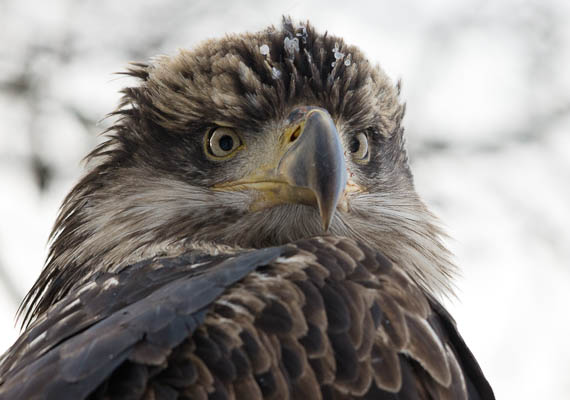 photo: Portrait of a Young Eagle
