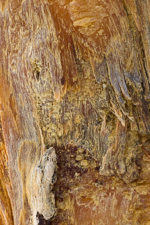 Abstract close-up of a scarred tree trunk.