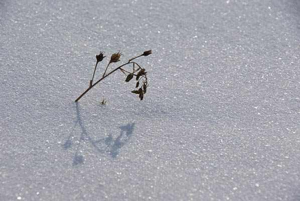 a single dead weed and its shadow cast on the snow