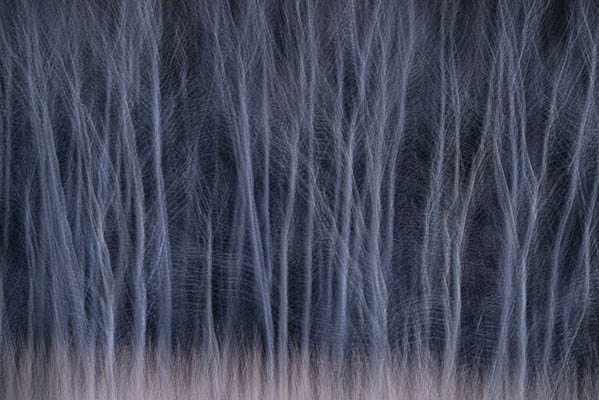 photo: Winter Woods Waltz