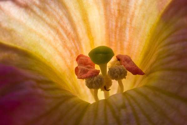 Petunia: a Bee's-eye View